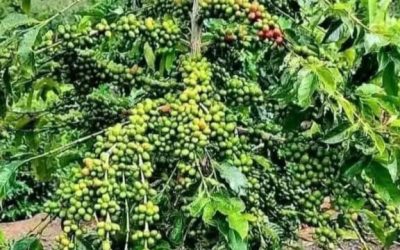 La relance de la production du café en Haïti