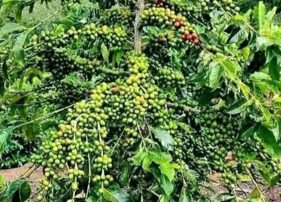 La relance de la production du café en Haïti
