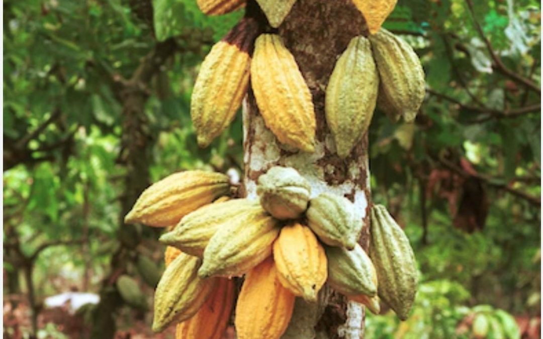 Production de cacao en Haïti