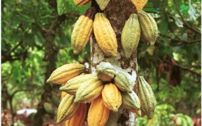 Production de cacao en Haïti