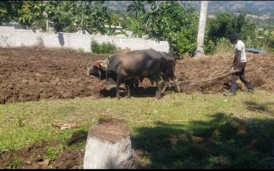 Redynamiser la production agricole en Haïti