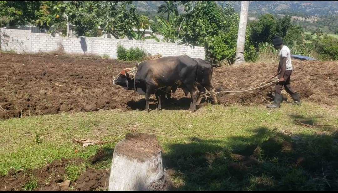 Redynamiser la production agricole en Haïti