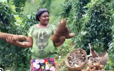 Approche de développement des chaînes de valeur agricoles en Haiti