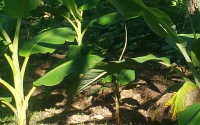 La politique agricole