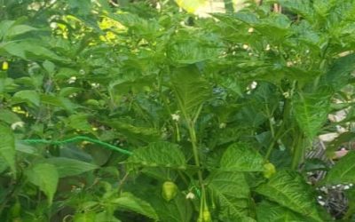 L’agriculture urbaine,  une solution prometteuse pour contrer l’insécurité alimentaire en Haïti