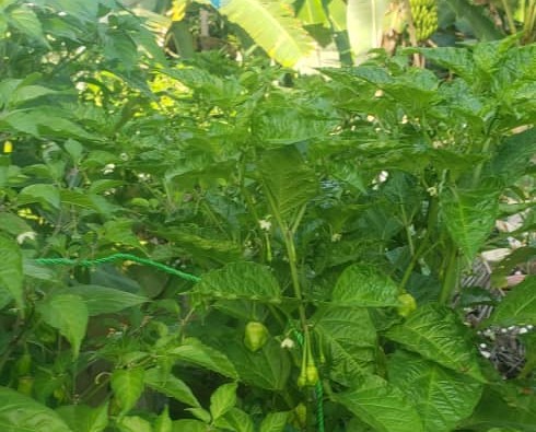 L&rsquo;agriculture urbaine,  une solution prometteuse pour contrer l&rsquo;insécurité alimentaire en Haïti